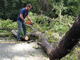 Best Palm Tree Trimming  in Northfield, MN