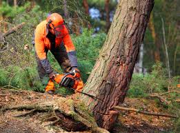 Best Tree Cabling and Bracing  in Northfield, MN