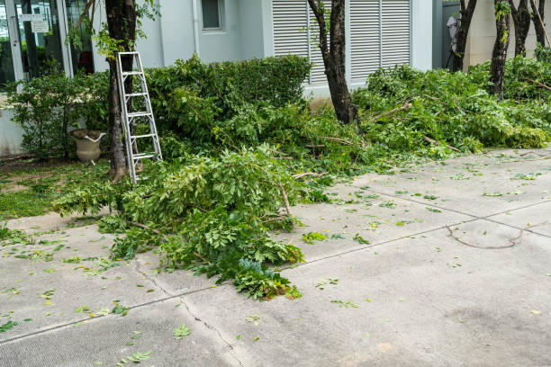 Best Leaf Removal  in Northfield, MN