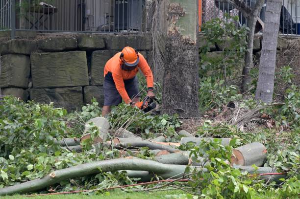 Best Storm Damage Tree Cleanup  in Northfield, MN