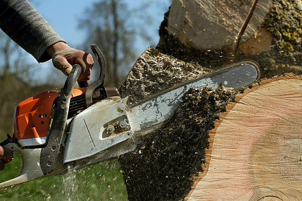 Best Root Management and Removal  in Northfield, MN