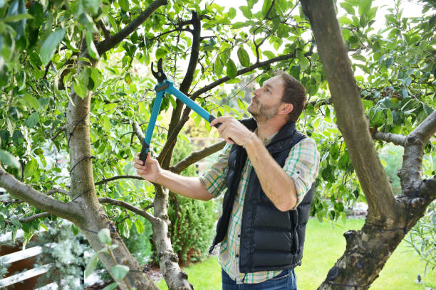 Best Tree Trimming and Pruning  in Northfield, MN